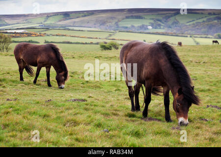 Wilde Exmoor Ponys, Exmoor National Park, Devon, England, Vereinigtes Königreich Stockfoto