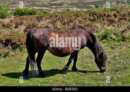 Wild Dartmoorponie, den Dartmoor Nationalpark, England Stockfoto