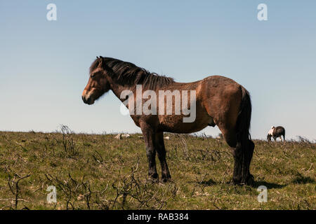 Wild Dartmoorponie, den Dartmoor Nationalpark, England Stockfoto