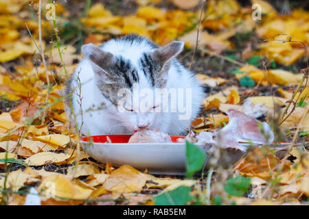 Katze, essen ihre Nahrung auf dem Hintergrund der Blätter im Herbst Stockfoto