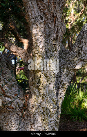 Quercus suber, Korkeichen, immergrüne Eichen, Eichen, Rinde, rau, verwenden, benutzt, Industrielle, baum, bäume, Garten, RM Floral Stockfoto