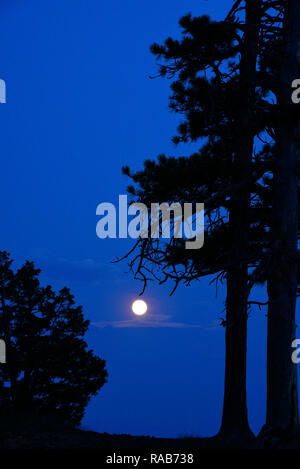 Mond über Sunset Point im Bryce Canyon National Park. Stockfoto