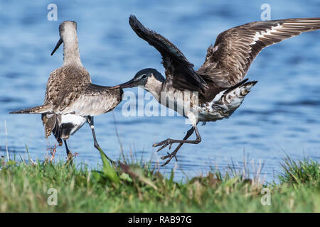 Hudsonian godwits im Herbst während der Migration Stockfoto