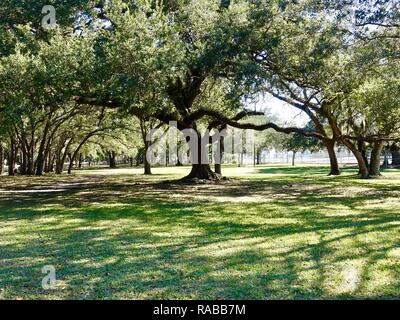 Eiche Vordach mit verdrehten Gliedmaßen und Rasen, Kendall indischen Hängematte Park, Miami, Florida, USA. Stockfoto