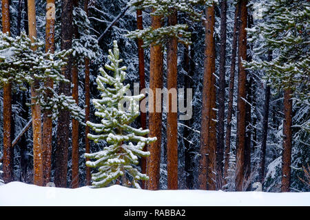 Bäume, Winter, Banff National Park, Alberta, Kanada Stockfoto