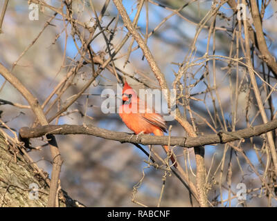 Ein männlicher Cardinal Bird, Cardinalis cardinalis, Sitzstangen auf einem Zweig in der Red River National Wildlife Refuge, im Nordwesten von Louisiana. Stockfoto