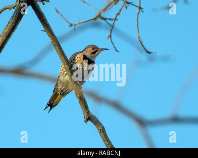 Eine nördliche Flimmern, Colaptes auratus, eine Art von Specht, Sitzstangen auf einem Zweig in der Red River National Wildlife Refuge im Nordwesten von Louisiana. Stockfoto