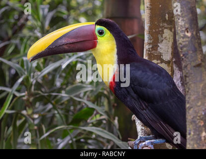 Yellow-throated Toucan (Ramphastos ambiguus), Portrait im Regenwald, Alajuela, Costa Rica. Stockfoto