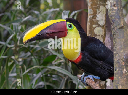 Yellow-throated Toucan (Ramphastos ambiguus), Portrait im Regenwald, Alajuela, Costa Rica. Stockfoto