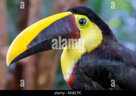 Yellow-throated Toucan (Ramphastos ambiguus), Portrait im Regenwald, Alajuela, Costa Rica. Stockfoto