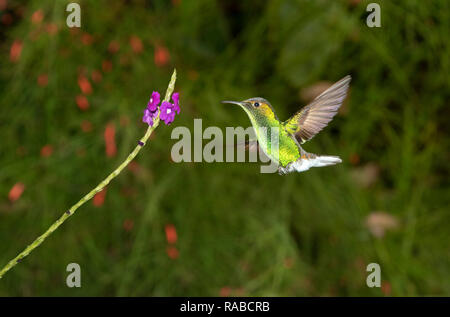 Kupferfarben - vorangegangen Emerald (Elvira cupreiceps), männlich, schweben vor einer Blume, Alajuela, Costa Rica Stockfoto