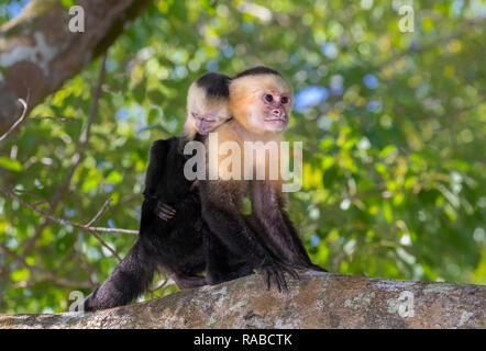 White-headed Kapuziner (Cebus Imitator), Frau mit Baby auf dem Rücken, auf einem Ast, Manuel Antonio National Park, Puntarenas, Costa Rica Stockfoto