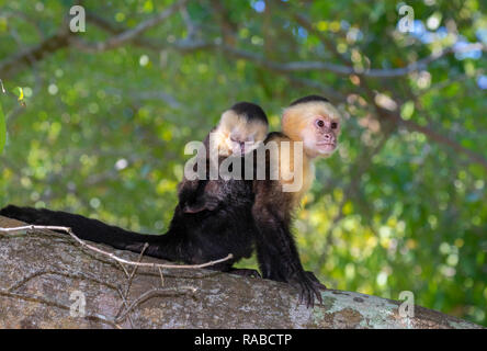 White-headed Kapuziner (Cebus Imitator), Frau mit Baby auf dem Rücken, auf einem Ast, Manuel Antonio National Park, Puntarenas, Costa Rica Stockfoto