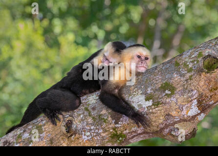 White-headed Kapuziner (Cebus Imitator), Frau mit Baby auf dem Rücken, ruht auf einem Ast während der heißen Tag, Manuel Antonio Nationalpark, Puntarena Stockfoto