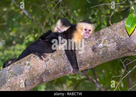 White-headed Kapuziner (Cebus Imitator), Frau mit Baby auf dem Rücken, ruht auf einem Ast während der heißen Tag, Manuel Antonio Nationalpark, Puntarena Stockfoto