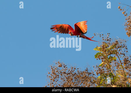 Scharlach (Ara macao) fliegt über Mandelbäumen am blauen Himmel, Puntarenas, Costa Rica Stockfoto