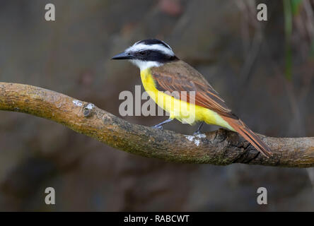 Große kiskadee (Pitangus sulfuratus) Portrait, Puntarenas, Costa Rica Stockfoto