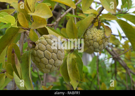 Custard Apple oder Zucker Apple wächst an einem Baum Stockfoto