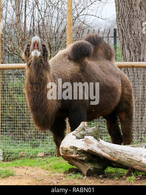 Der Zoo von London, UK. 3 Jan, 2019. Ein Kamele während der jährlichen Inventur bei London Zoo. London Zoo, verpflichtet sich, seine jährliche Bestandsaufnahme am Beginn jedes Jahr durchgeführt wird. Jedes Tier in London Zoo wird gewogen und gemessen und die Statistik wird mit anderen Zoos auf der ganzen Welt geteilt. Credit: Dinendra Haria/Alamy leben Nachrichten Stockfoto
