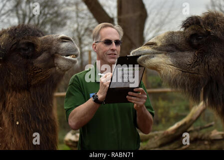 ZSL London Zoo, London, UK. 3. Januar 2019. Baktrischen Kamele. Die jährliche Inventur im ZSL London Zoo. Stockfoto