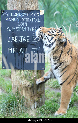 London, UK, 3. Jan 2019. Weibliche Melati. Die Bewohner Sumatra Tiger paar Jae Jae (männlich) und Melati (weiblich) an Zsl's Tiger Territory. Zoowärter bereit, ihre zwischenablagen, Taschenrechner und Kameras die Tiere bei der jährlichen ZSL London Zoo Bestandsaufnahme von mehr als 700 verschiedenen Arten zu zählen. Torhüter stehen vor der schwierigen Aufgabe, Auszählung jedes Säugetier-, Vogel-, Reptilien, Fische und Wirbellose im Zoo. Credit: Imageplotter Nachrichten und Sport/Alamy leben Nachrichten Stockfoto