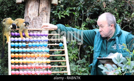 London, UK, 3. Jan 2019. Der freche Totenkopfäffchen haben sie Spaß mit Ihrer abacus während der Keeper Tony seine Zwischenablage vorbereitet. Zoowärter bereit, ihre zwischenablagen, Taschenrechner und Kameras die Tiere bei der jährlichen ZSL London Zoo Bestandsaufnahme von mehr als 700 verschiedenen Arten zu zählen. Torhüter stehen vor der schwierigen Aufgabe, Auszählung jedes Säugetier-, Vogel-, Reptilien, Fische und Wirbellose im Zoo. Credit: Imageplotter Nachrichten und Sport/Alamy leben Nachrichten Stockfoto