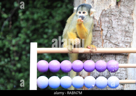 London, UK, 3. Jan 2019. Der freche Totenkopfäffchen haben sie Spaß mit Ihrer abacus während der Keeper Tony seine Zwischenablage vorbereitet. Zoowärter bereit, ihre zwischenablagen, Taschenrechner und Kameras die Tiere bei der jährlichen ZSL London Zoo Bestandsaufnahme von mehr als 700 verschiedenen Arten zu zählen. Torhüter stehen vor der schwierigen Aufgabe, Auszählung jedes Säugetier-, Vogel-, Reptilien, Fische und Wirbellose im Zoo. Credit: Imageplotter Nachrichten und Sport/Alamy leben Nachrichten Stockfoto