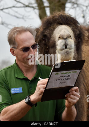 ZSL London Zoo, London, UK. 3. Januar 2019. Baktrischen Kamele. Die jährliche Inventur im ZSL London Zoo. Stockfoto