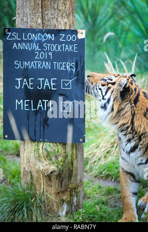 London, UK, 3. Jan 2019. Weibliche Melati. Die Bewohner Sumatra Tiger paar Jae Jae (männlich) und Melati (weiblich) an Zsl's Tiger Territory. Zoowärter bereit, ihre zwischenablagen, Taschenrechner und Kameras die Tiere bei der jährlichen ZSL London Zoo Bestandsaufnahme von mehr als 700 verschiedenen Arten zu zählen. Torhüter stehen vor der schwierigen Aufgabe, Auszählung jedes Säugetier-, Vogel-, Reptilien, Fische und Wirbellose im Zoo. Credit: Imageplotter Nachrichten und Sport/Alamy leben Nachrichten Stockfoto