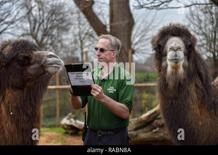 ZSL London Zoo, London, UK. 3. Januar 2019. Baktrischen Kamele. Die jährliche Inventur im ZSL London Zoo. Stockfoto