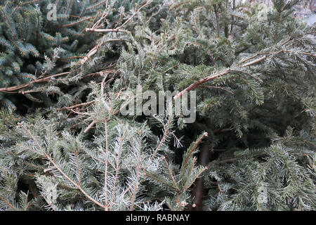London, Großbritannien. 3 Jan, 2019. Weihnachtsbäume entsorgt werden für die Sammlung in einer Aufbereitungsstelle in Westminster Credit: Amer ghazzal/Alamy leben Nachrichten Stockfoto