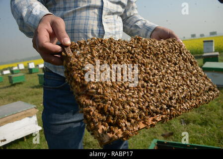 Dhaka, Bangladesch. 3. Jan 2019. 3 Jan, 2019. Ein Imker zeigt ein Bienenstock mit Bienen an einem Senf Feld in Munshiganj am Stadtrand von Dhaka, der Hauptstadt von Bangladesch, Jan. 3, 2019. Winter in Bangladesch ist die günstigste Jahreszeit der Honigproduktion, wenn Felder von Senf in den meisten Teilen des Landes in voller Blüte stehen. Ohne Ausnahme in diesem Jahr, Biene Landwirte sind jetzt ziemlich beschäftigt in den tropischen Land. Quelle: Xinhua/Alamy leben Nachrichten Stockfoto