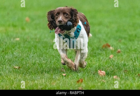 Melton Mowbray 3 Januar 2018; Beste paw vorwärts Haustier Hund genießt ein Spiel von fetch im Park an einem milden Stumpf bewölkten Tag. Clifford Norton Alamy Leben Nachrichten. Stockfoto