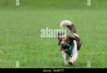 Melton Mowbray 3 Januar 2018; Beste paw vorwärts Haustier Hund genießt ein Spiel von fetch im Park an einem milden Stumpf bewölkten Tag. Clifford Norton Alamy Leben Nachrichten. Stockfoto