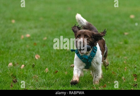 Melton Mowbray 3 Januar 2018; Beste paw vorwärts Haustier Hund genießt ein Spiel von fetch im Park an einem milden Stumpf bewölkten Tag. Clifford Norton Alamy Leben Nachrichten. Stockfoto