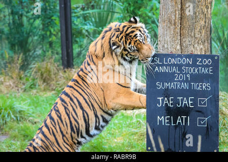 London, UK, 3. Jan 2019. Jae Jae inspiziert die Inventur. Die Bewohner Sumatra Tiger paar Jae Jae (männlich) und Melati (weiblich) an Zsl's Tiger Territory. Zoowärter bereit, ihre zwischenablagen, Taschenrechner und Kameras die Tiere bei der jährlichen ZSL London Zoo Bestandsaufnahme von mehr als 700 verschiedenen Arten zu zählen. Torhüter stehen vor der schwierigen Aufgabe, Auszählung jedes Säugetier-, Vogel-, Reptilien, Fische und Wirbellose im Zoo. Credit: Imageplotter Nachrichten und Sport/Alamy leben Nachrichten Stockfoto