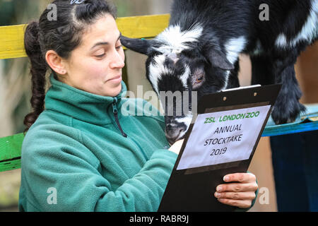 London, UK, 3. Jan 2019. Die zwergziegen im Zsl's Hullabazoo Farm ein neugieriges Interesse an ihren Keeper und ihre noteboard nehmen. Zoowärter bereit, ihre zwischenablagen, Taschenrechner und Kameras die Tiere bei der jährlichen ZSL London Zoo Bestandsaufnahme von mehr als 700 verschiedenen Arten zu zählen. Torhüter stehen vor der schwierigen Aufgabe, Auszählung jedes Säugetier-, Vogel-, Reptilien, Fische und Wirbellose im Zoo. Credit: Imageplotter Nachrichten und Sport/Alamy leben Nachrichten Stockfoto