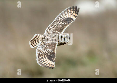 Pevensey Ebenen, UK. 3. Jan2019.de Wetter. Eine kurze eared owl (Asio Flammeus) jagt über Felder auf der Pevensey Ebenen an diesem Nachmittag. Die Eulen sind regelmäßige Besucher in die Gegend und können oft im Winter gesehen werden. Pevensey Ebenen, East Sussex, UK. Credit: Ed Brown/Alamy leben Nachrichten Stockfoto