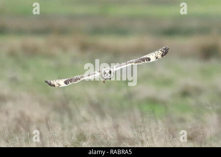 Pevensey Ebenen, UK. 3. Jan2019.de Wetter. Eine kurze eared owl (Asio Flammeus) jagt über Felder auf der Pevensey Ebenen an diesem Nachmittag. Die Eulen sind regelmäßige Besucher in die Gegend und können oft im Winter gesehen werden. Pevensey Ebenen, East Sussex, UK. Credit: Ed Brown/Alamy leben Nachrichten Stockfoto