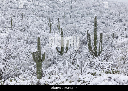 Winterlandschaft mit Schnee auf dem Saguaro Kaktus in der Sonoran Wüste im Saguaro Nationalpark in Tucson, USA Stockfoto