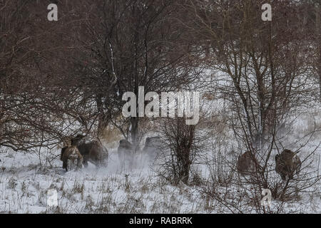 Danzig, Polen 3. Januar 2019 Wildschweine laufen in der Nähe der Danziger Flughafen Lech Walesa Zaun sind © Max Ardulf/Alamy Live Nachrichten gesehen Stockfoto