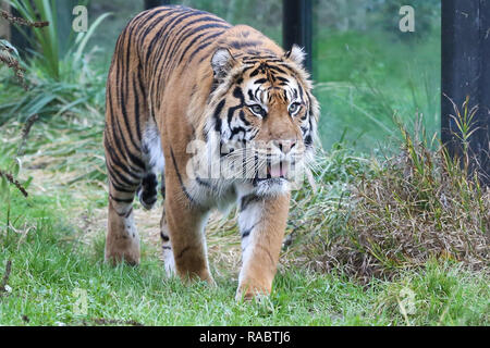 London, Großbritannien. 3 Jan, 2019. Ein Sumatra-tiger wird gesehen, um das Gehäuse während der jährlichen Bestandsaufnahme an der London Zoo London Zoo, verpflichtet sich, seine jährliche Bestandsaufnahme, die jeweils zu Beginn des Jahres durchgeführt wird, jedes Tier in der Londoner Zoo gewogen und gemessen und die Statistik wird mit anderen Zoos auf der ganzen Welt geteilt. Credit: Dinendra Haria/SOPA Images/ZUMA Draht/Alamy leben Nachrichten Stockfoto