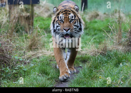London, Großbritannien. 3 Jan, 2019. Ein Sumatra-tiger wird gesehen, um das Gehäuse während der jährlichen Bestandsaufnahme an der London Zoo London Zoo, verpflichtet sich, seine jährliche Bestandsaufnahme, die jeweils zu Beginn des Jahres durchgeführt wird, jedes Tier in der Londoner Zoo gewogen und gemessen und die Statistik wird mit anderen Zoos auf der ganzen Welt geteilt. Credit: Dinendra Haria/SOPA Images/ZUMA Draht/Alamy leben Nachrichten Stockfoto