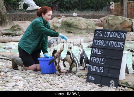 London, Großbritannien. 3 Jan, 2019. Ein Tierpfleger im ZSL London Zoo gesehen Humboldt Pinguine zählen während der jährlichen Bestandsaufnahme des Zoos. Pflege für mehr als 700 verschiedene Arten, ZSL London Zoo keepers die herausfordernde Aufgabe, Auszählung jedes Säugetier-, Vogel-, Reptilien, Fische und Wirbellose im Zoo, zählen Alles aus einer Truppe von neugierigen Totenkopfäffchen zu vom Aussterben bedrohten Sumatra-tiger und Baktrischen Kamele Gesicht. Credit: Keith Mayhew/SOPA Images/ZUMA Draht/Alamy leben Nachrichten Stockfoto