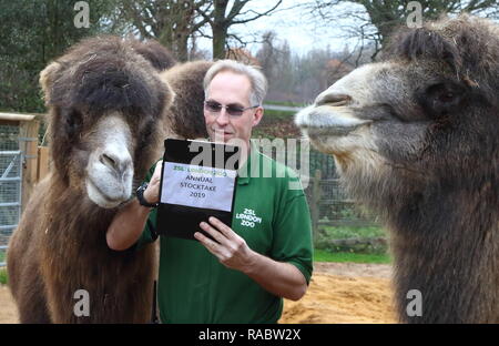 London, Großbritannien. 3 Jan, 2019. Ein Tierpfleger im ZSL London Zoo gesehen zählen Baktrischen Kamele während der jährlichen Bestandsaufnahme des Zoos. Pflege für mehr als 700 verschiedene Arten, ZSL London Zoo keepers die herausfordernde Aufgabe, Auszählung jedes Säugetier-, Vogel-, Reptilien, Fische und Wirbellose im Zoo, zählen Alles aus einer Truppe von neugierigen Totenkopfäffchen zu vom Aussterben bedrohten Sumatra-tiger und Baktrischen Kamele Gesicht. Credit: Keith Mayhew/SOPA Images/ZUMA Draht/Alamy leben Nachrichten Stockfoto