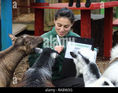 London, Großbritannien. 3 Jan, 2019. Ein Tierpfleger im ZSL London Zoo gesehen zählen Nigerianischen Zwergziegen und Westafrikanischen Zwergziegen während der jährlichen Bestandsaufnahme des Zoos. Pflege für mehr als 700 verschiedene Arten, ZSL London Zoo keepers die herausfordernde Aufgabe, Auszählung jedes Säugetier-, Vogel-, Reptilien, Fische und Wirbellose im Zoo, zählen Alles aus einer Truppe von neugierigen Totenkopfäffchen zu vom Aussterben bedrohten Sumatra-tiger und Baktrischen Kamele Gesicht. Credit: Keith Mayhew/SOPA Images/ZUMA Draht/Alamy leben Nachrichten Stockfoto