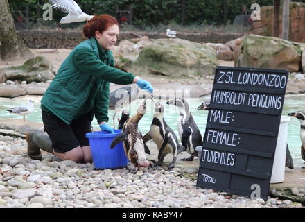 Ein Tierpfleger im ZSL London Zoo gesehen Humboldt Pinguine zählen während der jährlichen Bestandsaufnahme des Zoos. Die Pflege von mehr als 700 verschiedenen Arten, ZSL London Zoo keepers stehen vor der schwierigen Aufgabe, Auszählung jedes Säugetier-, Vogel-, Reptilien, Fische und Wirbellose im Zoo, zählen Alles aus einer Truppe von neugierigen Totenkopfäffchen zu vom Aussterben bedrohten Sumatra-tiger und Baktrischen Kamele. Stockfoto
