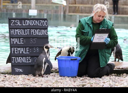Ein Tierpfleger im ZSL London Zoo gesehen Humboldt Pinguine zählen während der jährlichen Bestandsaufnahme des Zoos. Die Pflege von mehr als 700 verschiedenen Arten, ZSL London Zoo keepers stehen vor der schwierigen Aufgabe, Auszählung jedes Säugetier-, Vogel-, Reptilien, Fische und Wirbellose im Zoo, zählen Alles aus einer Truppe von neugierigen Totenkopfäffchen zu vom Aussterben bedrohten Sumatra-tiger und Baktrischen Kamele. Stockfoto