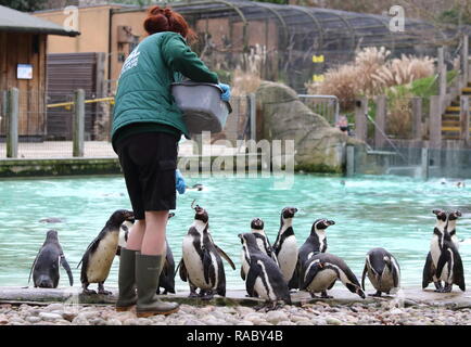 Ein Tierpfleger im ZSL London Zoo gesehen Humboldt Pinguine zählen während der jährlichen Bestandsaufnahme des Zoos. Die Pflege von mehr als 700 verschiedenen Arten, ZSL London Zoo keepers stehen vor der schwierigen Aufgabe, Auszählung jedes Säugetier-, Vogel-, Reptilien, Fische und Wirbellose im Zoo, zählen Alles aus einer Truppe von neugierigen Totenkopfäffchen zu vom Aussterben bedrohten Sumatra-tiger und Baktrischen Kamele. Stockfoto