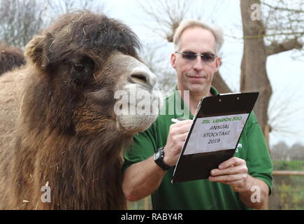 Ein Tierpfleger im ZSL London Zoo gesehen zählen Baktrischen Kamele während der jährlichen Bestandsaufnahme des Zoos. Die Pflege von mehr als 700 verschiedenen Arten, ZSL London Zoo keepers stehen vor der schwierigen Aufgabe, Auszählung jedes Säugetier-, Vogel-, Reptilien, Fische und Wirbellose im Zoo, zählen Alles aus einer Truppe von neugierigen Totenkopfäffchen zu vom Aussterben bedrohten Sumatra-tiger und Baktrischen Kamele. Stockfoto